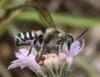 Megachile sp.